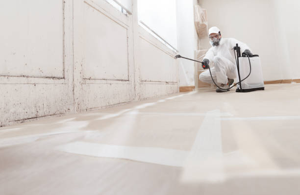 Black mold remediation team in Canton